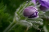 Filename=600_fotowilga~12.JPG
Filesize=220KB
Dimensions=700x462
Date added=Apr 20, 2017 600_fotowilga~12.JPG