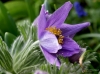 Filename=601_fotowilga~15.JPG
Filesize=283KB
Dimensions=700x519
Date added=Apr 20, 2017 601_fotowilga~15.JPG
