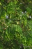 Filename=602_fotowilga~11.JPG
Filesize=309KB
Dimensions=466x700
Date added=Feb 07, 2018 602_fotowilga~11.JPG