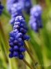 Filename=602_fotowilga~8.JPG
Filesize=221KB
Dimensions=525x700
Date added=Apr 13, 2017 602_fotowilga~8.JPG