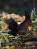 Filename=604_fotowilga~8.JPG
Filesize=260KB
Dimensions=525x700
Date added=Jul 18, 2018 604_fotowilga~8.JPG