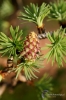 Filename=607_fotowilga~11.JPG
Filesize=220KB
Dimensions=466x700
Date added=Apr 22, 2017 607_fotowilga~11.JPG