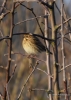 Filename=607_fotowilga~13.JPG
Filesize=244KB
Dimensions=499x700
Date added=Jan 05, 2018 607_fotowilga~13.JPG