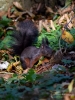 Filename=607_fotowilga~14.JPG
Filesize=312KB
Dimensions=525x700
Date added=Apr 02, 2018 607_fotowilga~14.JPG