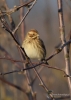 Filename=608_fotowilga~11.JPG
Filesize=211KB
Dimensions=499x700
Date added=Jan 05, 2018 608_fotowilga~11.JPG