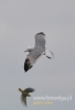 Filename=608_fotowilga~6.JPG
Filesize=36KB
Dimensions=328x480
Date added=Feb 05, 2016 608_fotowilga~6.JPG
