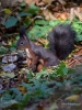 Filename=609_fotowilga~10.JPG
Filesize=311KB
Dimensions=525x700
Date added=Dec 03, 2017 609_fotowilga~10.JPG