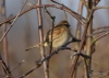 Filename=609_fotowilga~11.JPG
Filesize=225KB
Dimensions=700x500
Date added=Jan 05, 2018 609_fotowilga~11.JPG