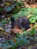 Filename=610_fotowilga~11.JPG
Filesize=297KB
Dimensions=525x700
Date added=Nov 28, 2017 610_fotowilga~11.JPG