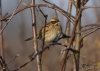 Filename=611_fotowilga~13.JPG
Filesize=221KB
Dimensions=700x500
Date added=Jan 05, 2018 611_fotowilga~13.JPG