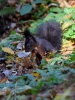 Filename=611_fotowilga~15.JPG
Filesize=306KB
Dimensions=525x700
Date added=Apr 24, 2018 611_fotowilga~15.JPG