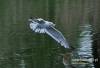 612_fotowilga~4.JPG