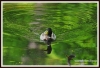 Filename=613_fotowilga~2.JPG
Filesize=132KB
Dimensions=720x493
Date added=Mar 06, 2014 613_fotowilga~2.JPG