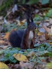 Filename=613_fotowilga~8.JPG
Filesize=272KB
Dimensions=525x700
Date added=Feb 18, 2018 613_fotowilga~8.JPG