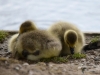Filename=614_fotowilga~1.JPG
Filesize=234KB
Dimensions=700x525
Date added=Nov 11, 2019 614_fotowilga~1.JPG