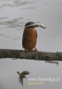 Filename=616_fotowilga~9.JPG
Filesize=57KB
Dimensions=339x480
Date added=Dec 02, 2015 616_fotowilga~9.JPG