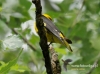 Filename=618_fotowilga~8.JPG
Filesize=103KB
Dimensions=640x476
Date added=Jul 29, 2016 618_fotowilga~8.JPG