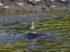 Filename=621_fotowilga~13.JPG
Filesize=330KB
Dimensions=700x525
Date added=Sep 27, 2019 621_fotowilga~13.JPG