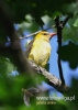 Filename=623_fotowilga~4.JPG
Filesize=70KB
Dimensions=343x480
Date added=Jul 12, 2015 623_fotowilga~4.JPG