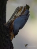 Filename=623_fotowilga~8.JPG
Filesize=212KB
Dimensions=525x700
Date added=Dec 08, 2017 623_fotowilga~8.JPG