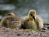 Filename=624_fotowilga~4.JPG
Filesize=241KB
Dimensions=700x525
Date added=Nov 12, 2019 624_fotowilga~4.JPG