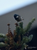 Filename=626_fotowilga~12.JPG
Filesize=251KB
Dimensions=525x700
Date added=Dec 29, 2017 626_fotowilga~12.JPG
