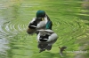 Filename=628_fotowilga~3.JPG
Filesize=319KB
Dimensions=720x480
Date added=Jul 29, 2014 628_fotowilga~3.JPG