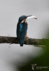 Filename=630_fotowilga~11.JPG
Filesize=194KB
Dimensions=494x700
Date added=Jul 22, 2017 630_fotowilga~11.JPG