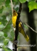 Filename=630_fotowilga~8.JPG
Filesize=80KB
Dimensions=356x480
Date added=Mar 08, 2016 630_fotowilga~8.JPG