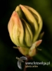 Filename=631_fotowilga~7.JPG
Filesize=57KB
Dimensions=359x480
Date added=May 16, 2016 631_fotowilga~7.JPG