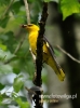 Filename=631_fotowilga~8.JPG
Filesize=79KB
Dimensions=357x480
Date added=Jul 30, 2016 631_fotowilga~8.JPG