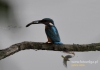 Filename=632_fotowilga~6.JPG
Filesize=71KB
Dimensions=640x452
Date added=Dec 02, 2015 632_fotowilga~6.JPG