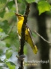 Filename=632_fotowilga~8.JPG
Filesize=78KB
Dimensions=357x480
Date added=Feb 05, 2016 632_fotowilga~8.JPG