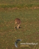 634_fotowilga~11.JPG