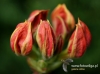 Filename=635_fotowilga~11.JPG
Filesize=80KB
Dimensions=640x479
Date added=May 16, 2016 635_fotowilga~11.JPG