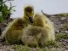 Filename=638_fotowilga~0.JPG
Filesize=256KB
Dimensions=700x525
Date added=Nov 14, 2019 638_fotowilga~0.JPG