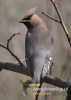 Filename=638_fotowilga~2.JPG
Filesize=72KB
Dimensions=343x480
Date added=Mar 14, 2015 638_fotowilga~2.JPG
