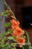Filename=638_fotowilga~9.JPG
Filesize=55KB
Dimensions=320x480
Date added=Sep 29, 2016 638_fotowilga~9.JPG
