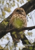 Filename=642_fotowilga~5.JPG
Filesize=208KB
Dimensions=386x540
Date added=Aug 05, 2014 642_fotowilga~5.JPG
