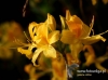 Filename=644_fotowilga~10.JPG
Filesize=84KB
Dimensions=640x479
Date added=Apr 22, 2016 644_fotowilga~10.JPG