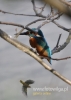 Filename=647_fotowilga~5.JPG
Filesize=66KB
Dimensions=343x480
Date added=Feb 13, 2016 647_fotowilga~5.JPG