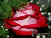 Filename=648_fotowilga~10.JPG
Filesize=119KB
Dimensions=632x480
Date added=Mar 13, 2017 648_fotowilga~10.JPG