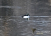 Filename=650_fotowilga~7.JPG
Filesize=112KB
Dimensions=640x457
Date added=Apr 07, 2016 650_fotowilga~7.JPG