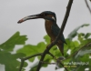Filename=651_fotowilga~6.JPG
Filesize=83KB
Dimensions=611x480
Date added=Nov 27, 2015 651_fotowilga~6.JPG