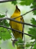 Filename=652_fotowilga~6.JPG
Filesize=77KB
Dimensions=357x480
Date added=Mar 10, 2016 652_fotowilga~6.JPG