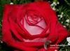 Filename=653_fotowilga~11.JPG
Filesize=101KB
Dimensions=640x472
Date added=Mar 31, 2017 653_fotowilga~11.JPG
