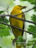 Filename=654_fotowilga~7.JPG
Filesize=76KB
Dimensions=357x480
Date added=Feb 04, 2016 654_fotowilga~7.JPG