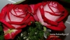 Filename=656_fotowilga~10.JPG
Filesize=100KB
Dimensions=640x370
Date added=Mar 31, 2017 656_fotowilga~10.JPG