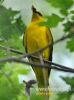 Filename=657_fotowilga~7.JPG
Filesize=75KB
Dimensions=357x480
Date added=Jan 30, 2016 657_fotowilga~7.JPG