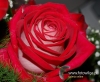 Filename=657_fotowilga~8.JPG
Filesize=101KB
Dimensions=581x480
Date added=Mar 31, 2017 657_fotowilga~8.JPG